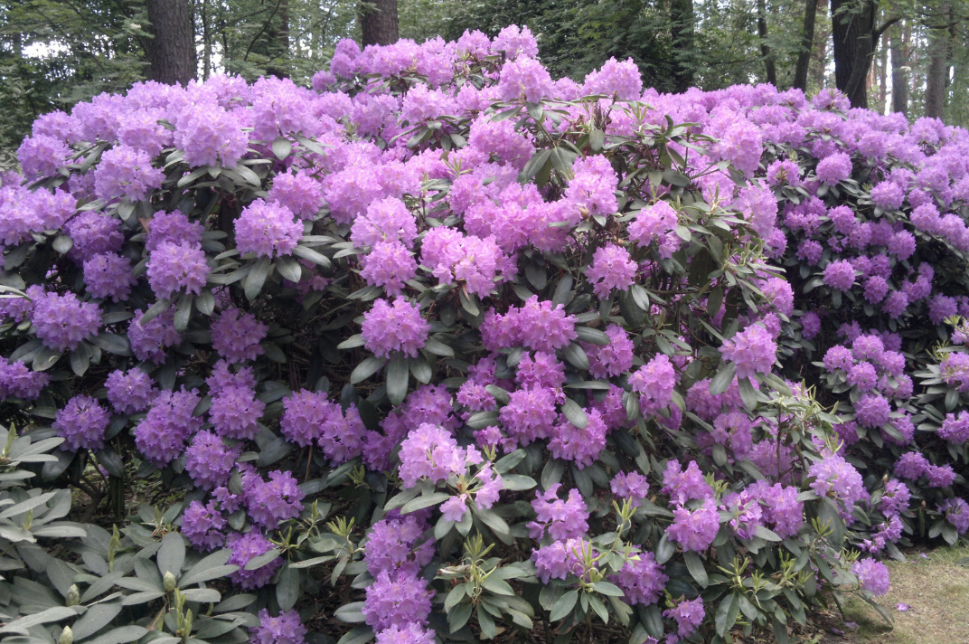 Babītes rododendri