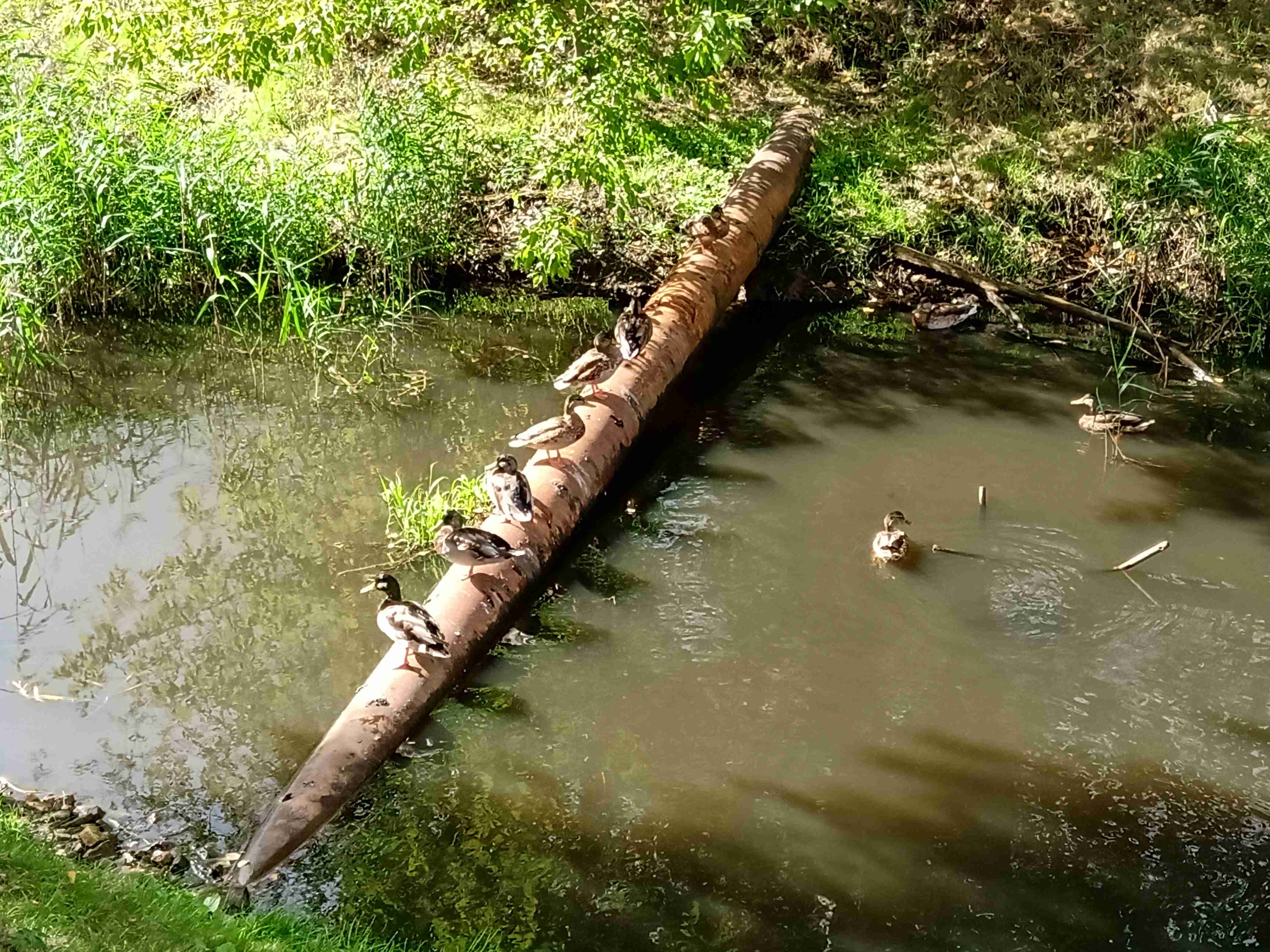 Klusā daba ar Neriņas pīlēm 