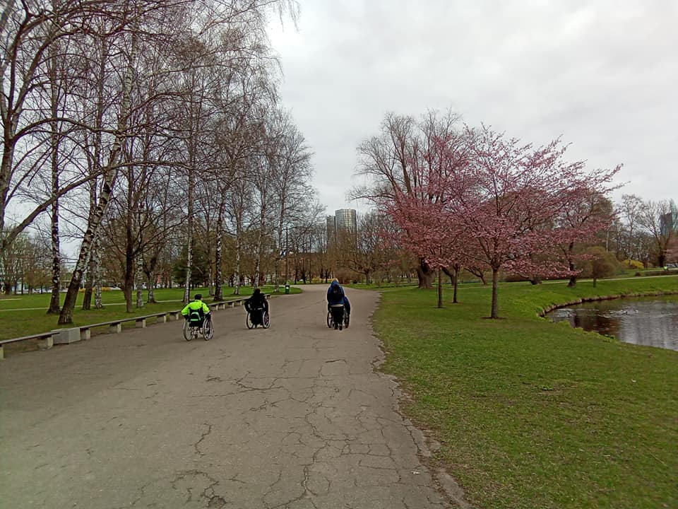 sakuras