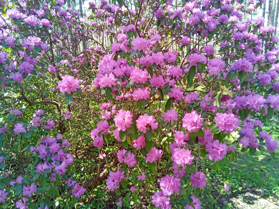 rododendri